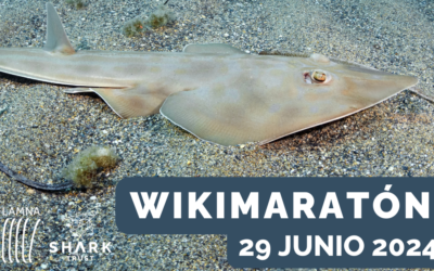 Capítulos y grupos Wikimedia organizan la primera Wikimaratón de Tiburones y rayas