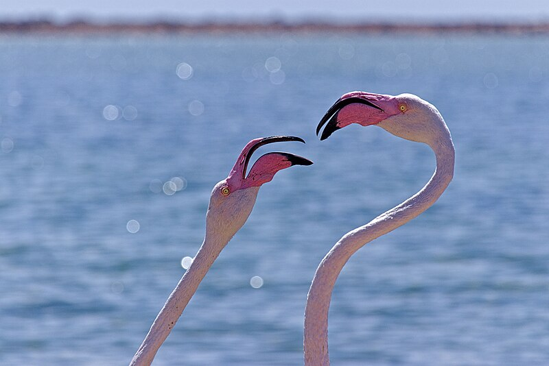 Descubre las impresionantes fotografías ganadoras y finalistas de Wiki Loves Earth 2024 