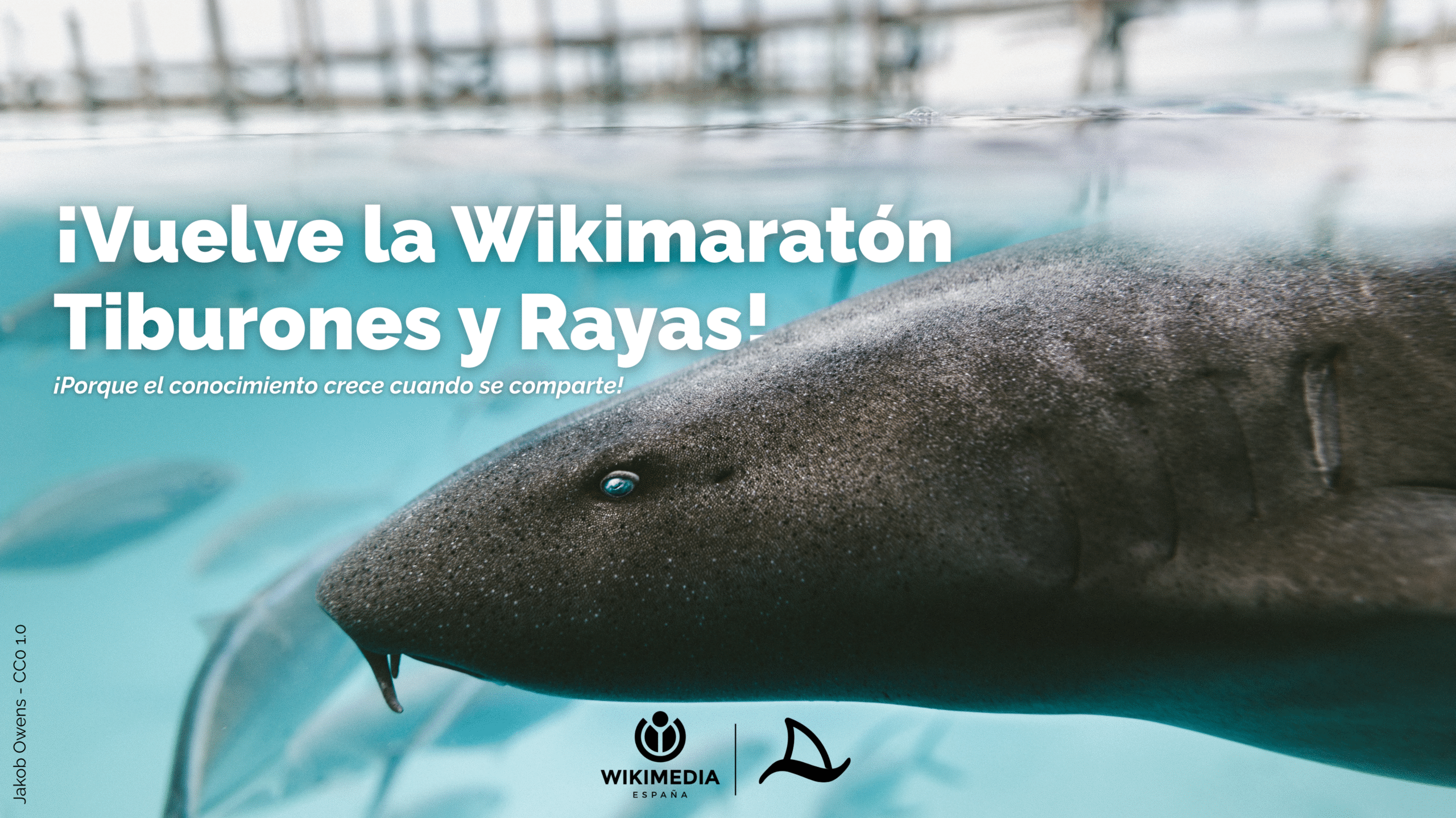 Website_Email II Wikimaratón Tiburones y Rayas
