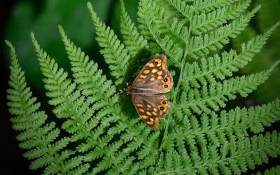 Presentamos las imágenes ganadoras de Wiki Loves Earth España 2025 