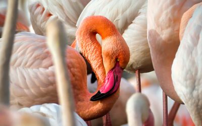 La ciencia en imágenes: ganadoras nacionales de Wiki Science Competition 2025 